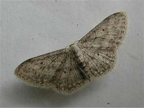 Idaea seriata